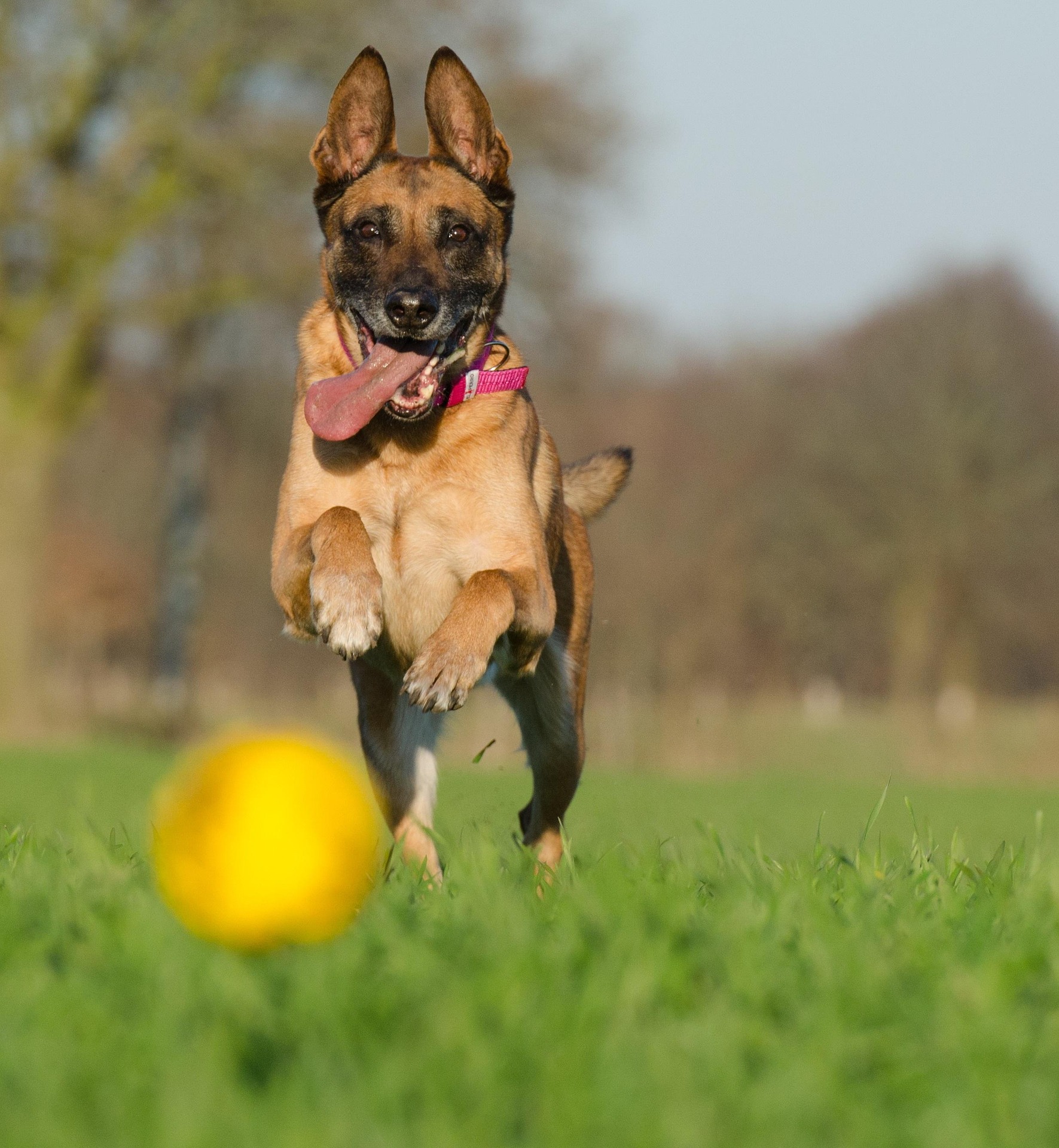 Chien courant après une balle