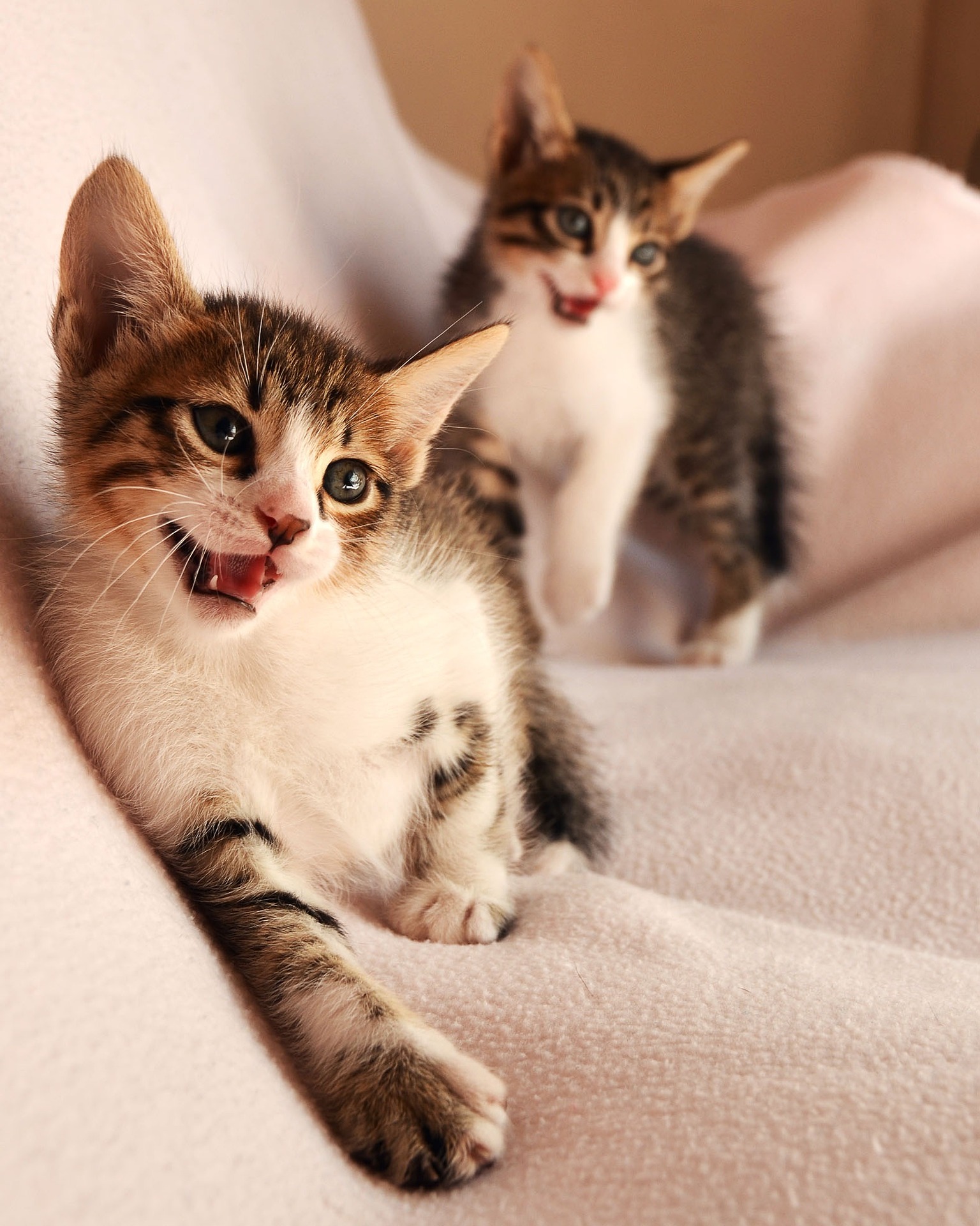 Deux chatons sur un canapé