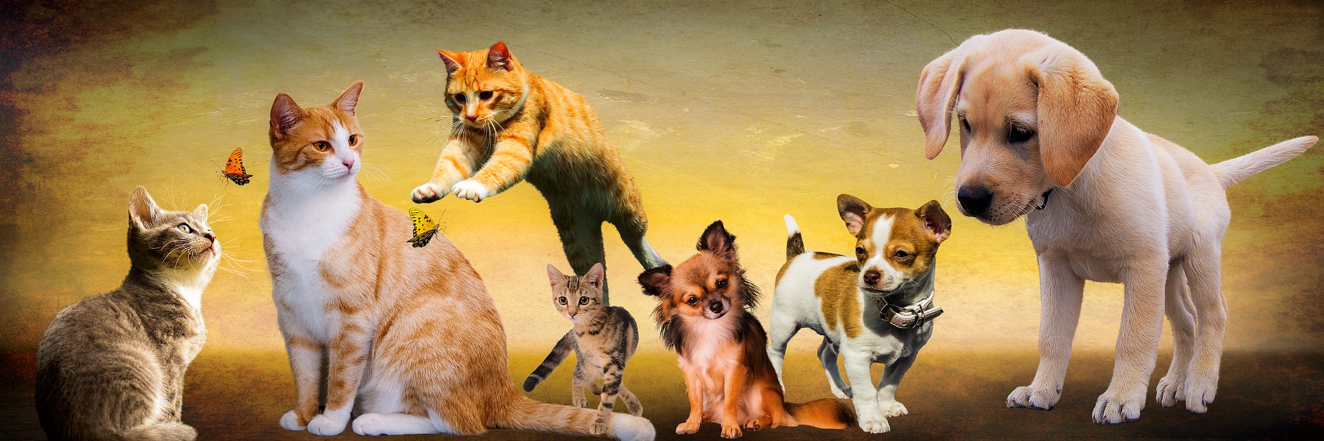 Chiens et chats réunis