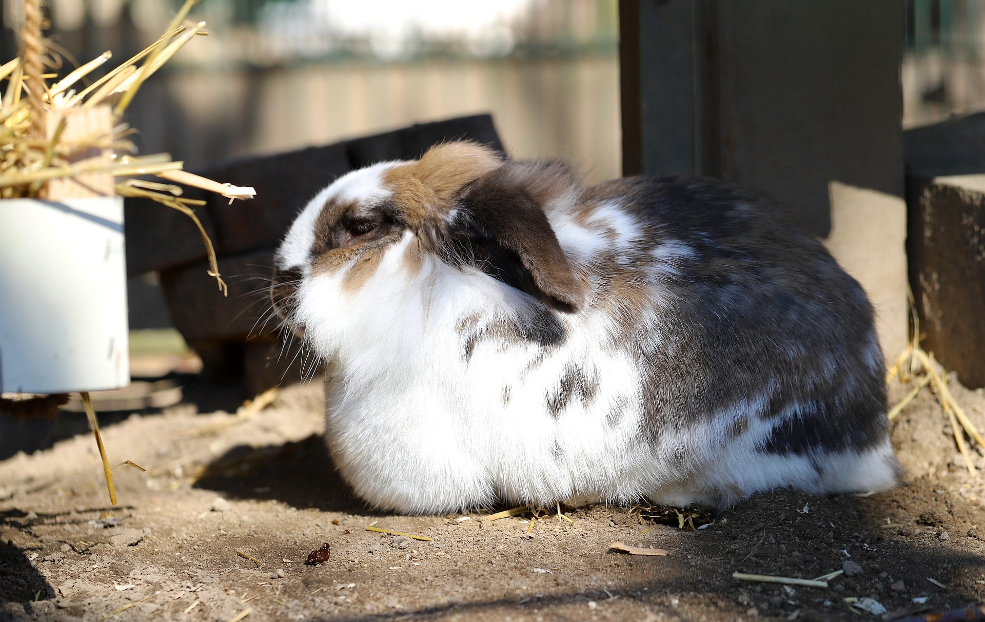 Lapin dans son espace
